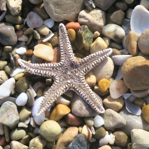 Estrella (Small)