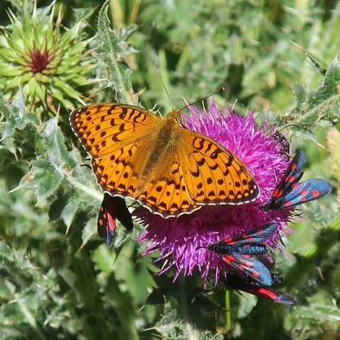 IMG_5229 (Small)