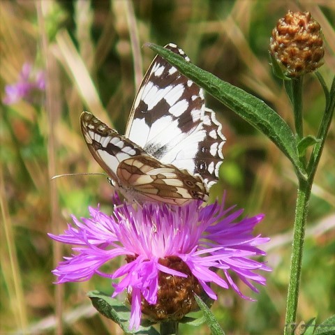 IMG_5286 (Small)