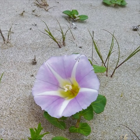 Platja (Small)