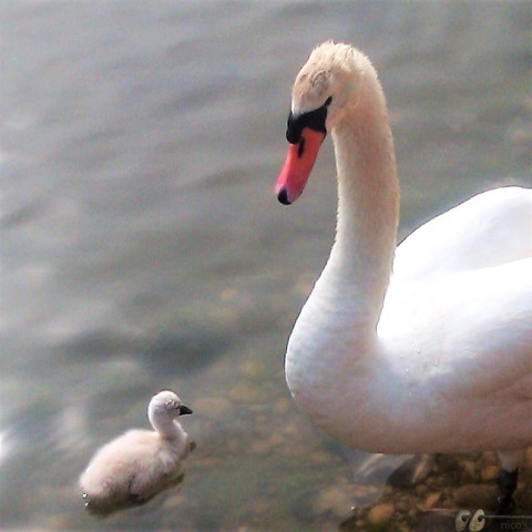 (Small) Cigne
