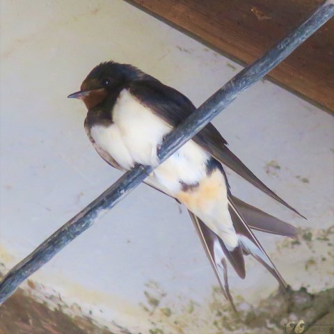 (Small) Oreneta