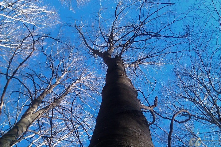fageda 3.2 (Small)