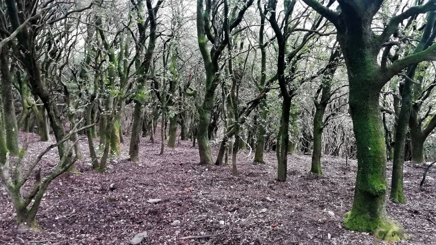 boscvell (pano)