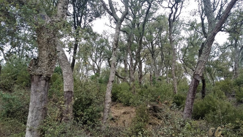 sureda (pano)