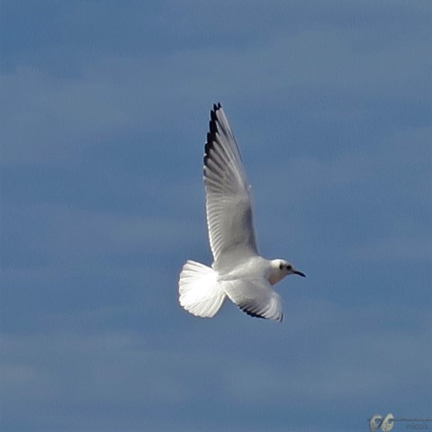 Riallera (Small) (2)